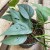 Epipremnum Cebu Blue (2).jpg