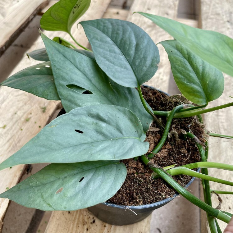 Epipremnum Cebu Blue (2).jpg