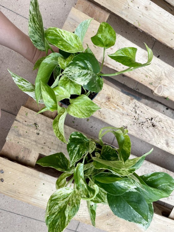 epipremnum marble queen  (2).jpg