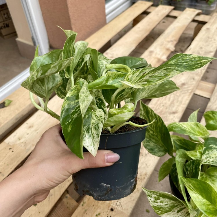 epipremnum marble queen  (4).jpg