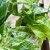 epipremnum marble queen  (5).jpg