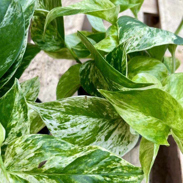 epipremnum marble queen  (5).jpg