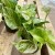 epipremnum marble queen  (6).jpg