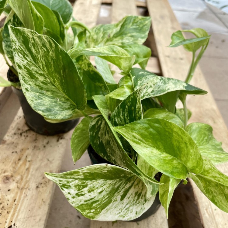 epipremnum marble queen  (6).jpg