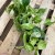epipremnum marble queen  (1).jpg