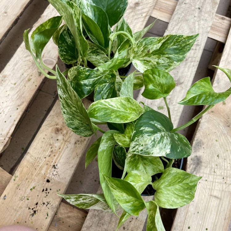epipremnum marble queen  (1).jpg