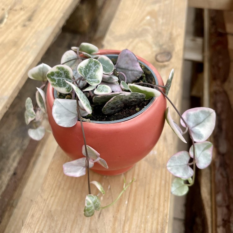 Ceropegia woodii różowa (5).jpg