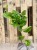 epipremnum pinnatum 'Global Green'