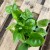 epipremnum pinnatum 'Global Green'