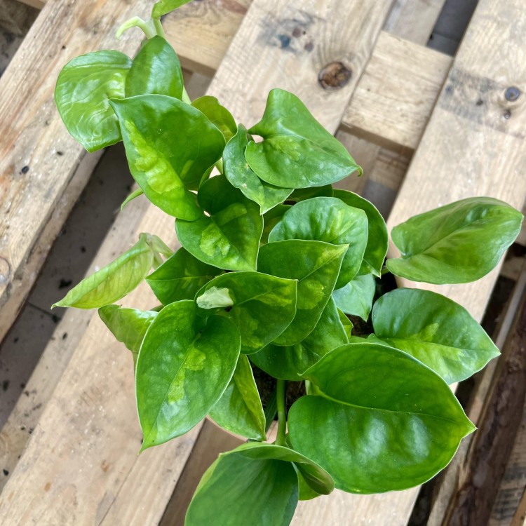 epipremnum pinnatum 'Global Green'