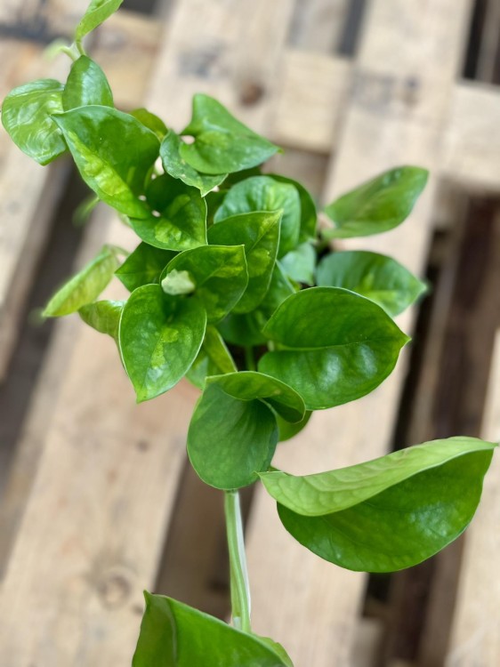 epipremnum pinnatum 'Global Green'