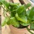 epipremnum pinnatum 'Global Green'