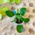 pilea pieniążek  (2).jpg