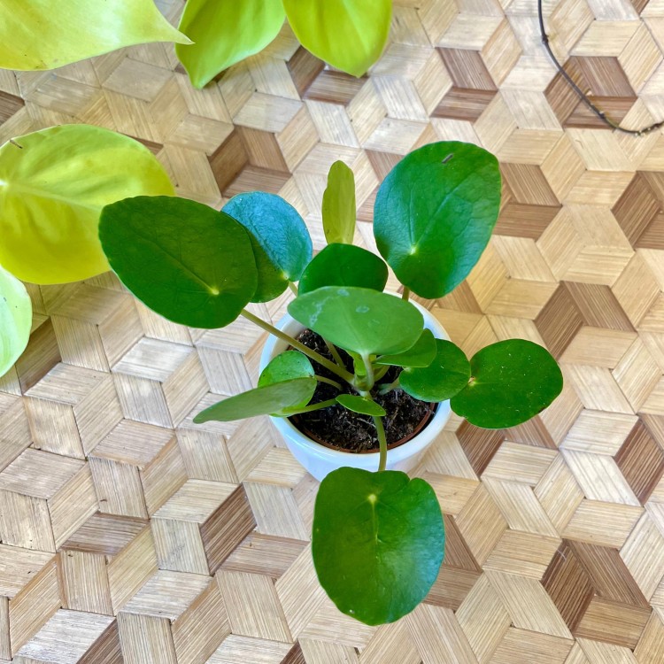 pilea pieniążek  (2).jpg