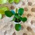 pilea pieniążek  (3).jpg
