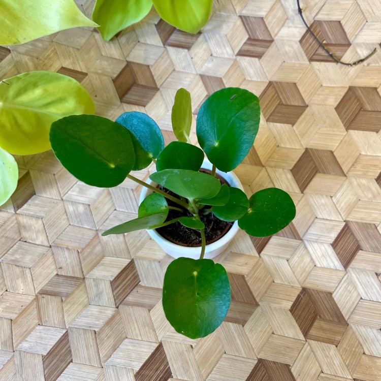 pilea pieniążek  (3).jpg