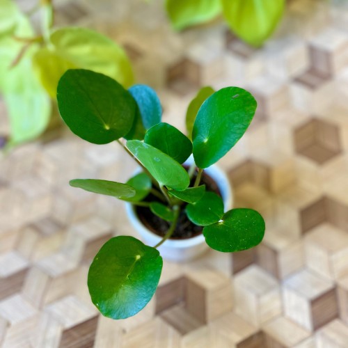 pilea pieniążek  (5).jpg