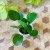 pilea pieniążek  (5).jpg