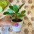 pilea pieniążek  (6).jpg