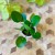pilea pieniążek  (1).jpg
