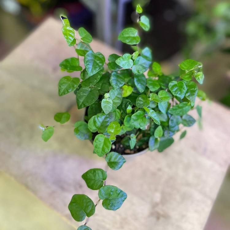 fikus pnący ZIELONY Ficus pumila 'Sunny Green' (2).jpg