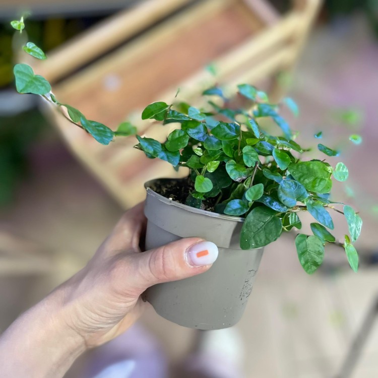 fikus pnący ZIELONY Ficus pumila 'Sunny Green' (3).jpg