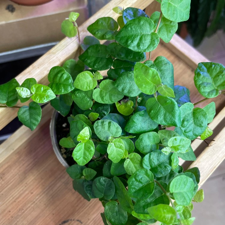 fikus pnący ZIELONY Ficus pumila 'Sunny Green' (4).jpg