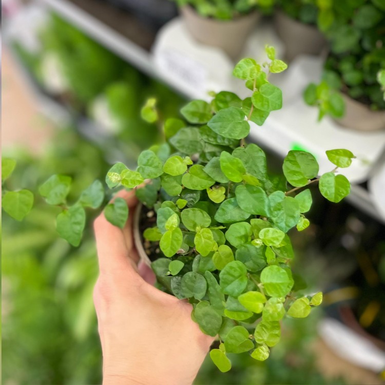 fikus pnący ZIELONY Ficus pumila 'Sunny Green' (1).jpg