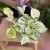 Epipremnum pinn. 'Happy Leaf' (2).jpg