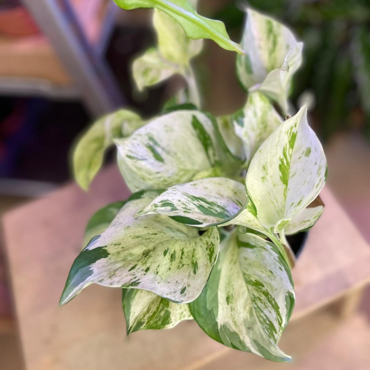 Epipremnum pinn. 'Happy Leaf' (3).jpg