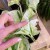 Epipremnum pinn. 'Happy Leaf' (4).jpg