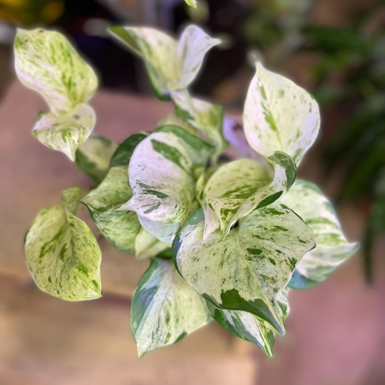 Epipremnum pinn. 'Happy Leaf' (1).jpg