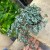 pilea glaucophylla 'Greyzy'   (4).jpg