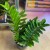 Zamioculcas zamiifolia (2).jpg