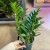 Zamioculcas zamiifolia (3).jpg