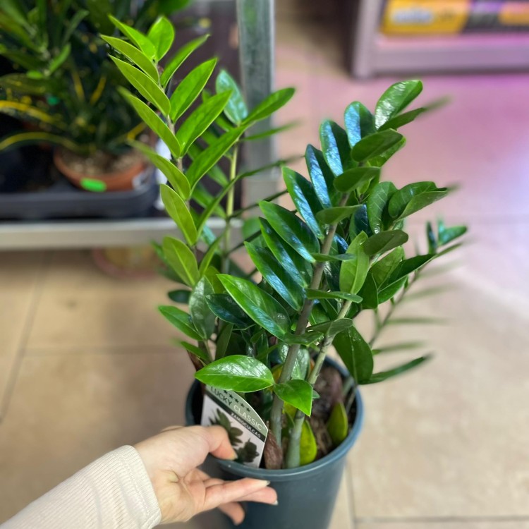 Zamioculcas zamiifolia (3).jpg