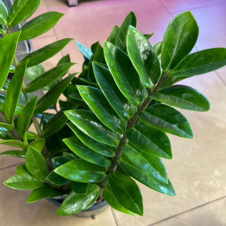 Zamioculcas zamiifolia (4).jpg