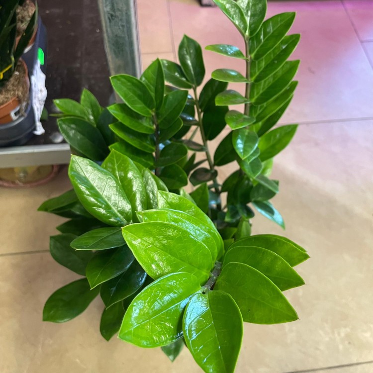 Zamioculcas zamiifolia (5).jpg