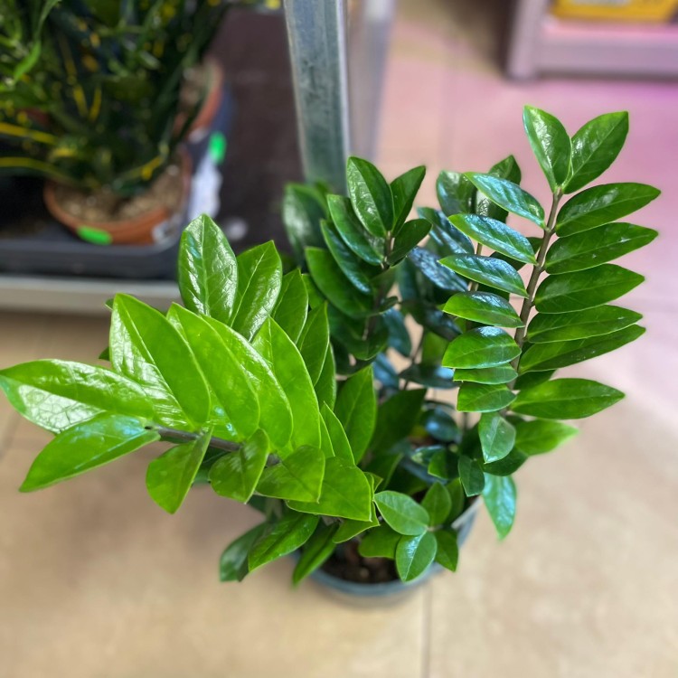 Zamioculcas zamiifolia (1).jpg