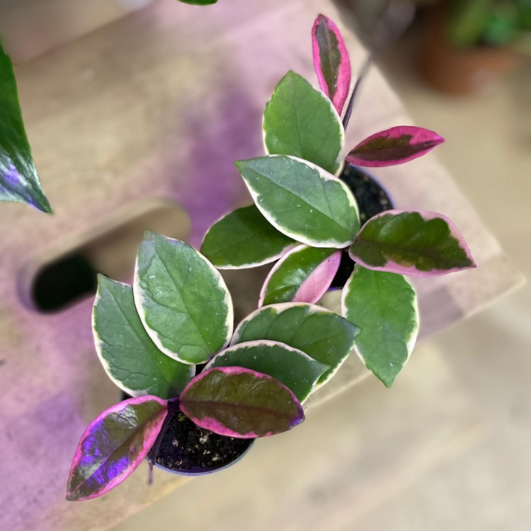 hoya flamingo dream (2).jpg