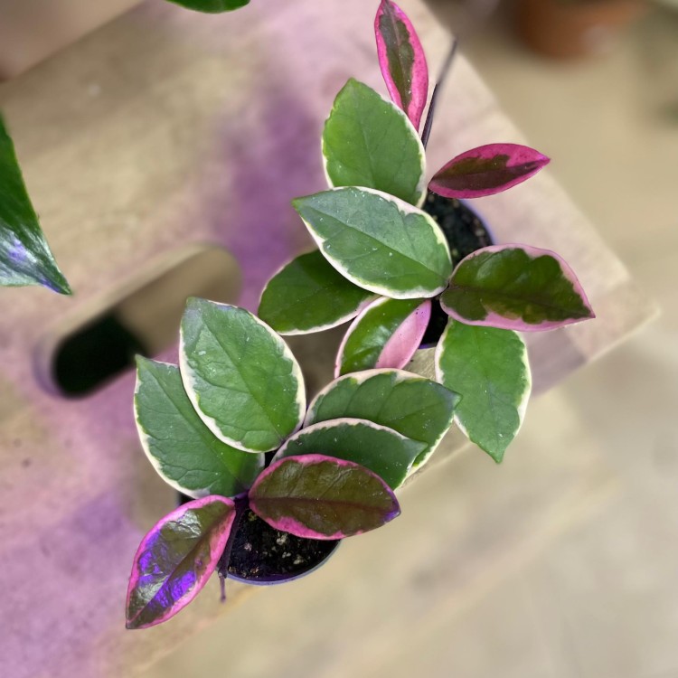hoya flamingo dream (4).jpg