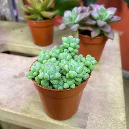 sedum (2).jpg