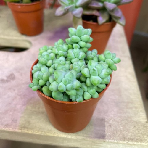 sedum (3).jpg