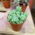sedum (3).jpg