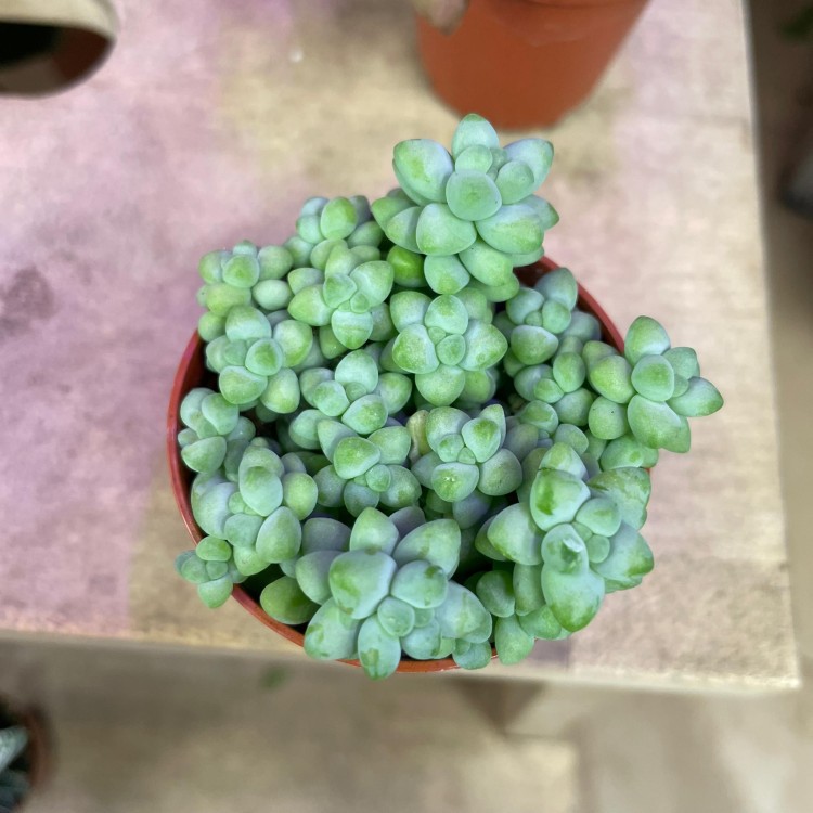 sedum (4).jpg