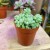 sedum (5).jpg