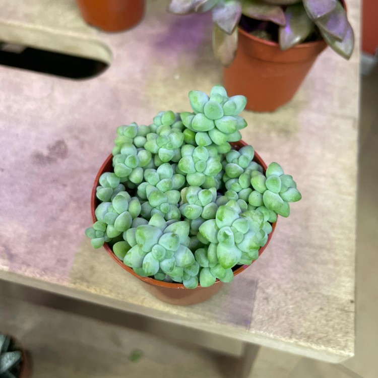 sedum (1).jpg
