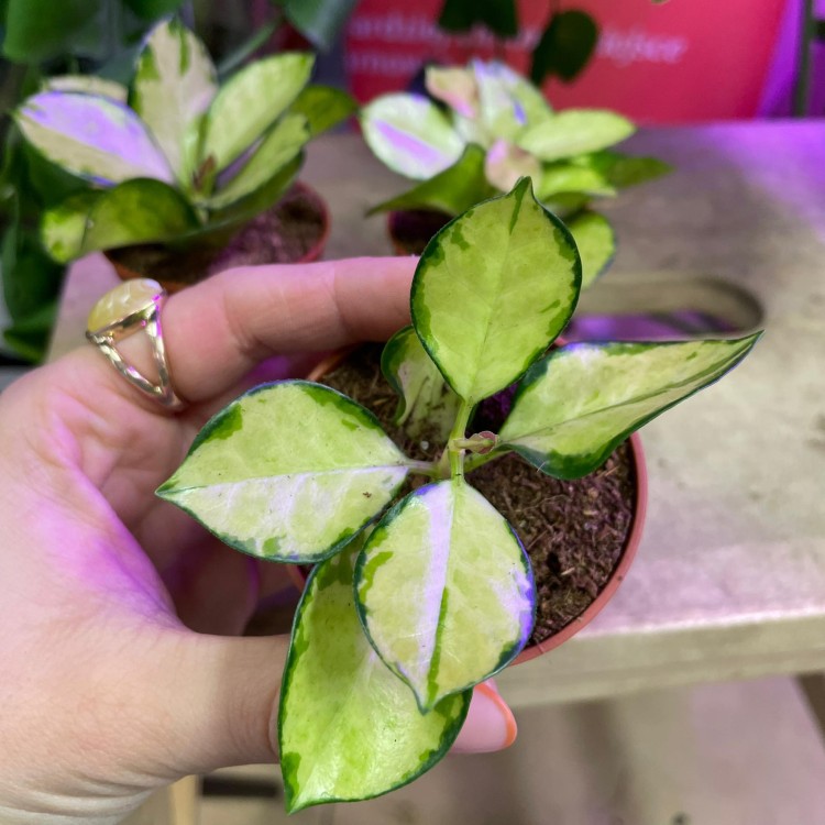 hoya lisa (12).jpg
