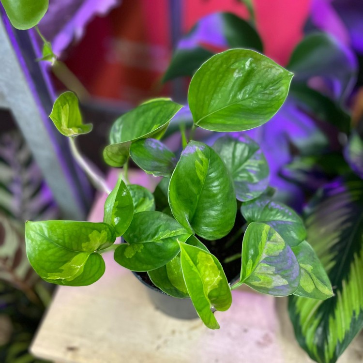 epipremnum global green (1).jpg