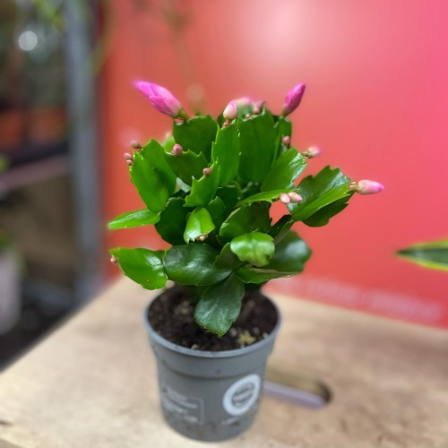 schlumbergera kaktus bożnonarodzeniowy RÓŻOWY  (6).jpg